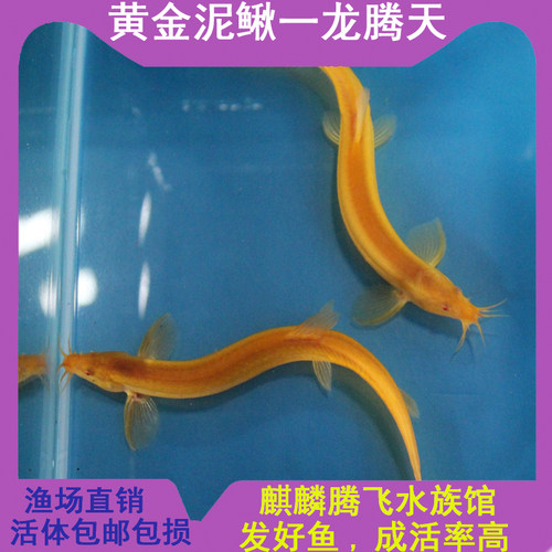 马年本命年冷水鱼小金龙黄金泥鳅观赏鱼草金好养清道夫锦鲤金鱼苗 - 图2