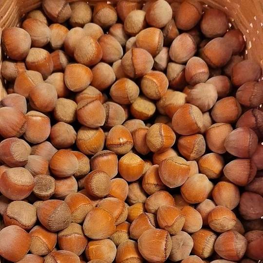 Fresh original hazelnut nuts Liaoning