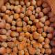 Fresh original hazelnut nuts Liaoning