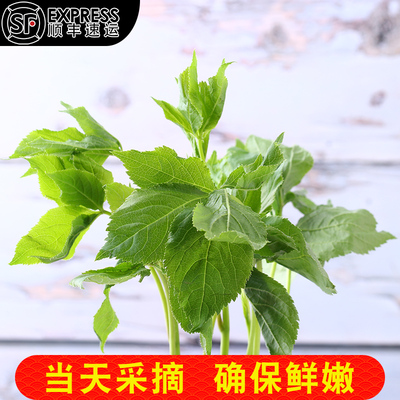 东北特产刺五加野菜新鲜刺果棒刺拐棒蘸酱菜凉拌菜250g四份顺丰邮 - 图3