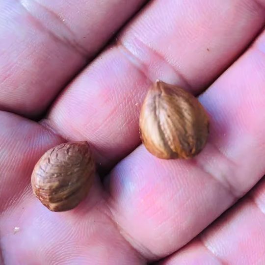 Liaoning fried cooked hazelnuts packaged hairy hazelnuts Heng Yuzhen