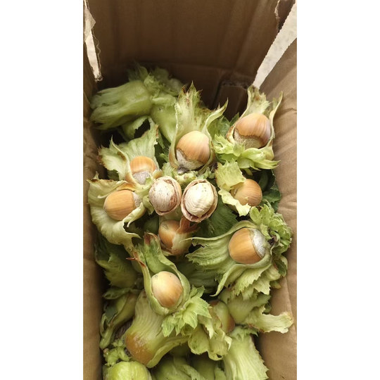 Fresh original hazelnut nuts Liaoning