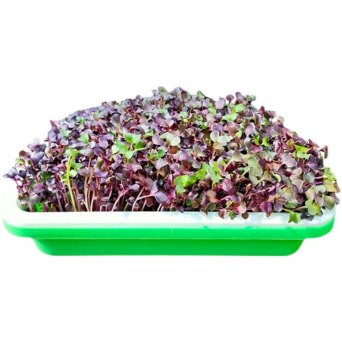芽苗菜水培紫萝卜白萝卜红萝卜无土栽培芽菜托盘豆芽菜育苗盘套装 - 图3