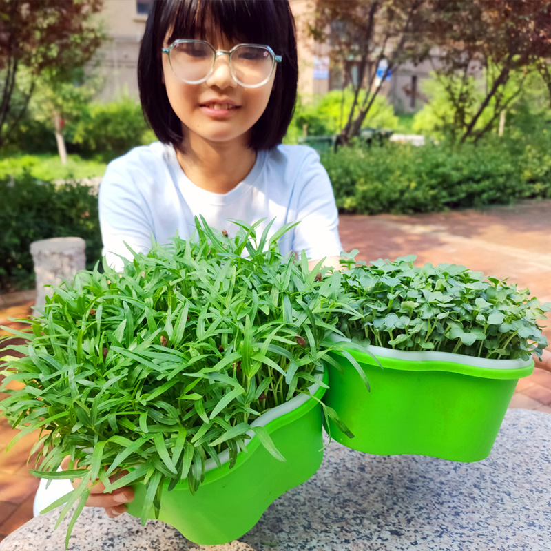 新款小号育苗盘带盖保温盘芽苗菜种植盘无土栽培水培葱苗大蒜神器