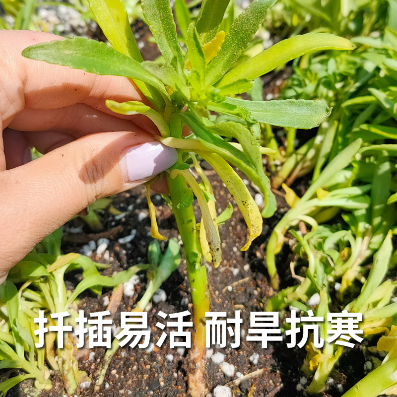 春养心菜种子高钙菜扦插种苗阳台四季蔬菜苗救心菜三七费菜蚊子草-图2