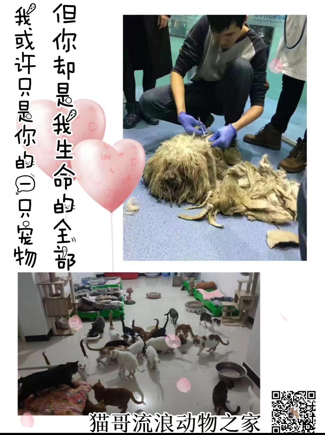 购买明信片帮助猫哥流浪动物之家照顾救助的毛孩子 - 图2