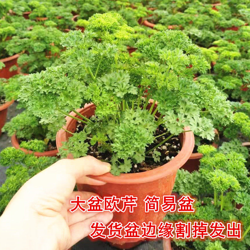 欧芹盆栽可食用 摘了还会长 卷叶欧芹 香草植物料理意大利欧芹,淘宝优惠券,粉丝福利购,淘宝优惠卷