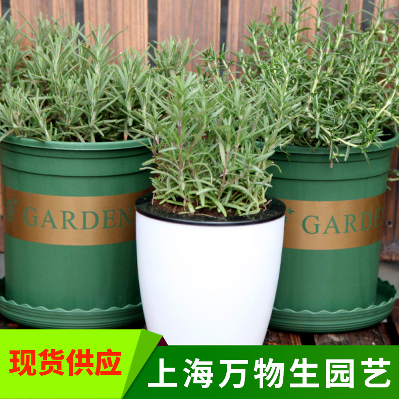 绿植盆栽迷迭香驱蚊草西餐料理花卉净化空气香草桌面阳台rosemary