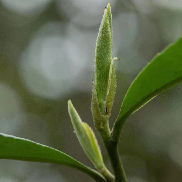 2024年新茶龙井绿茶明前特级浙江乌牛早龙井茶 茶农直销嫩芽125g