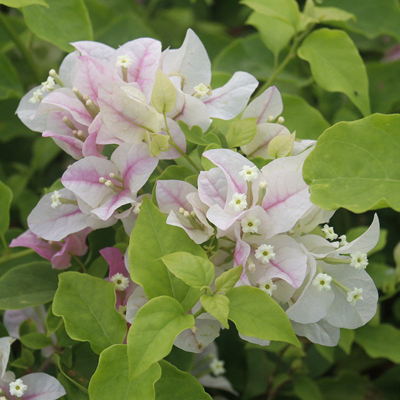 三角梅广红樱三角梅 盆栽绿植庭院阳台开花植物,淘宝优惠券,粉丝福利购,淘宝优惠卷