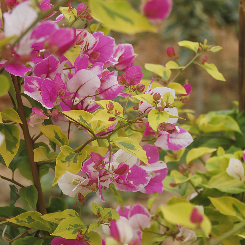 三角梅 金边红樱嫁接苗 盆栽绿植庭院阳台开花植物 - 图3