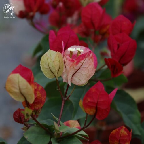 漫野花卉|三角梅画报扦插苗花开百变庭院开花植物喜阳 - 图2