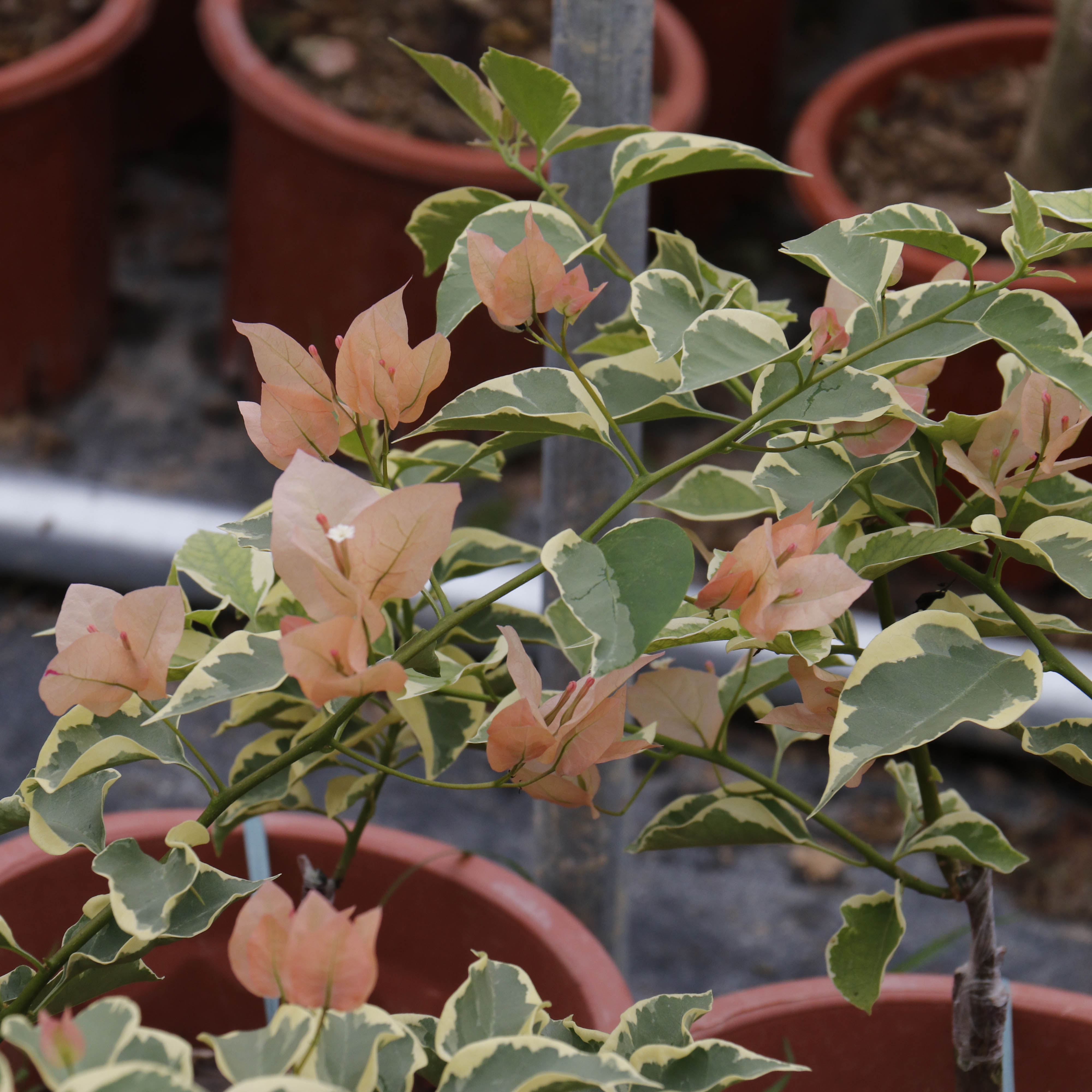 马斯佩拉克三角梅阳台花苗花卉四季阳台开花植物盆栽庭院-图1