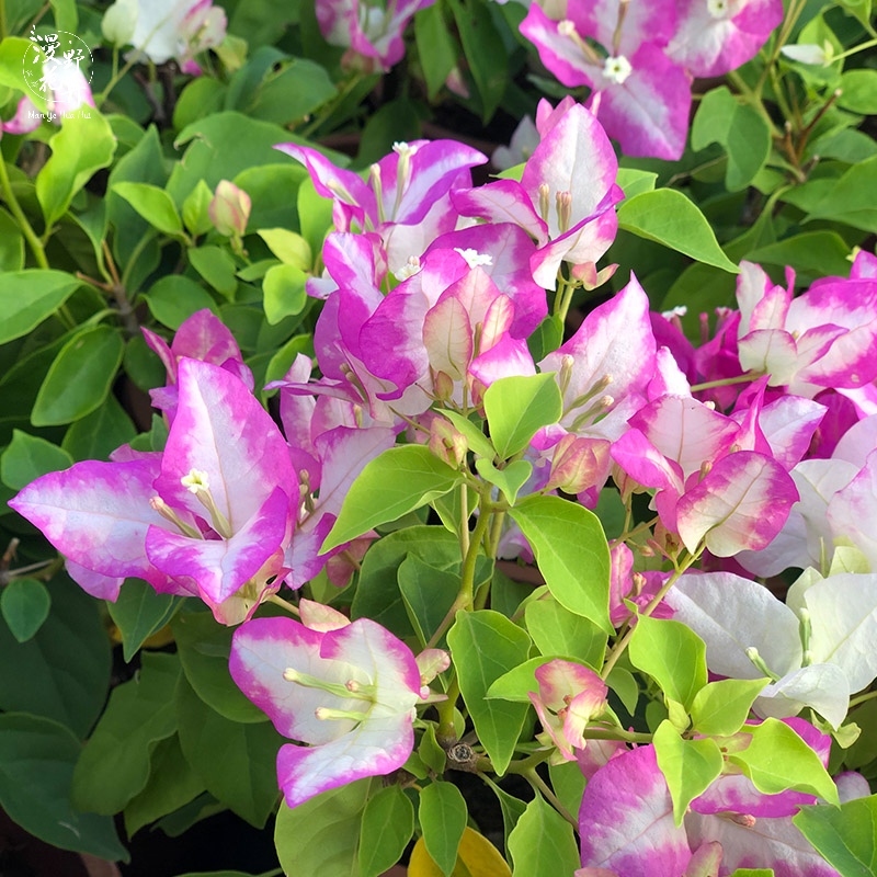 漫野花卉|三角梅椰子冰扦插牙签苗带花发货阳台开花植物绿植盆栽 - 图2