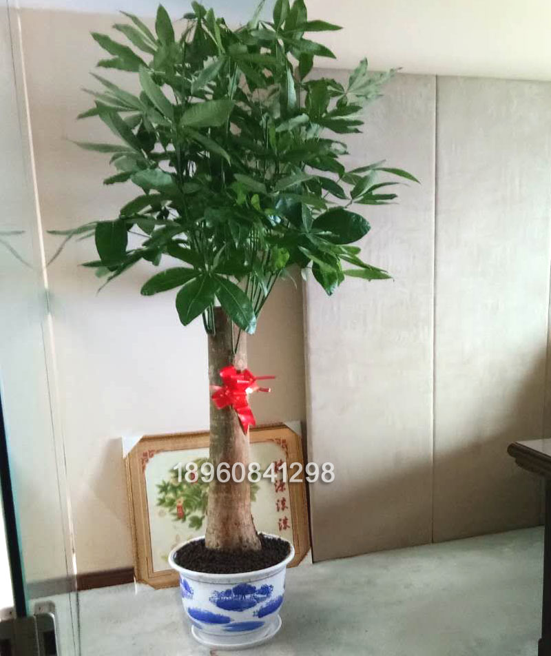 福州同城花店绿植发财树盆栽办公室植物开业送礼物客厅乔迁净化-图2