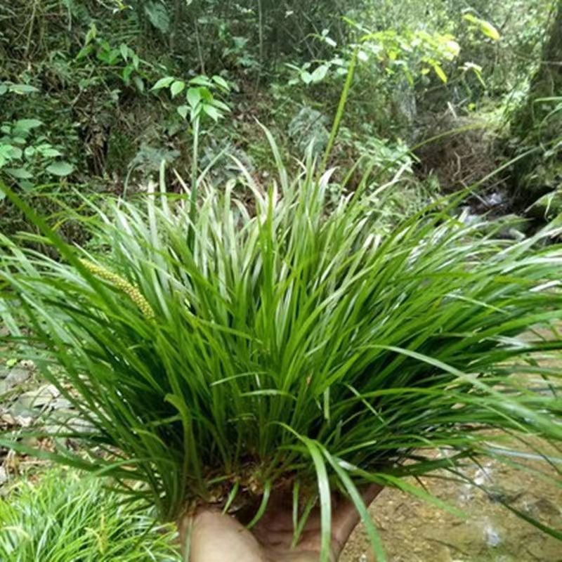 野生现采石菖蒲水培盆栽微景观四季常青绿植附石观赏养鱼净化水草 - 图1