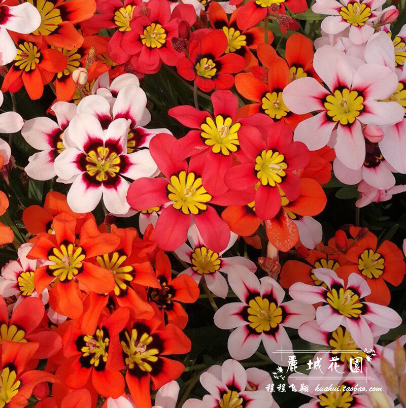 预订10月 三色魔杖花荷兰进口种球叶如香雪兰小苍兰植物多年生 去搜网