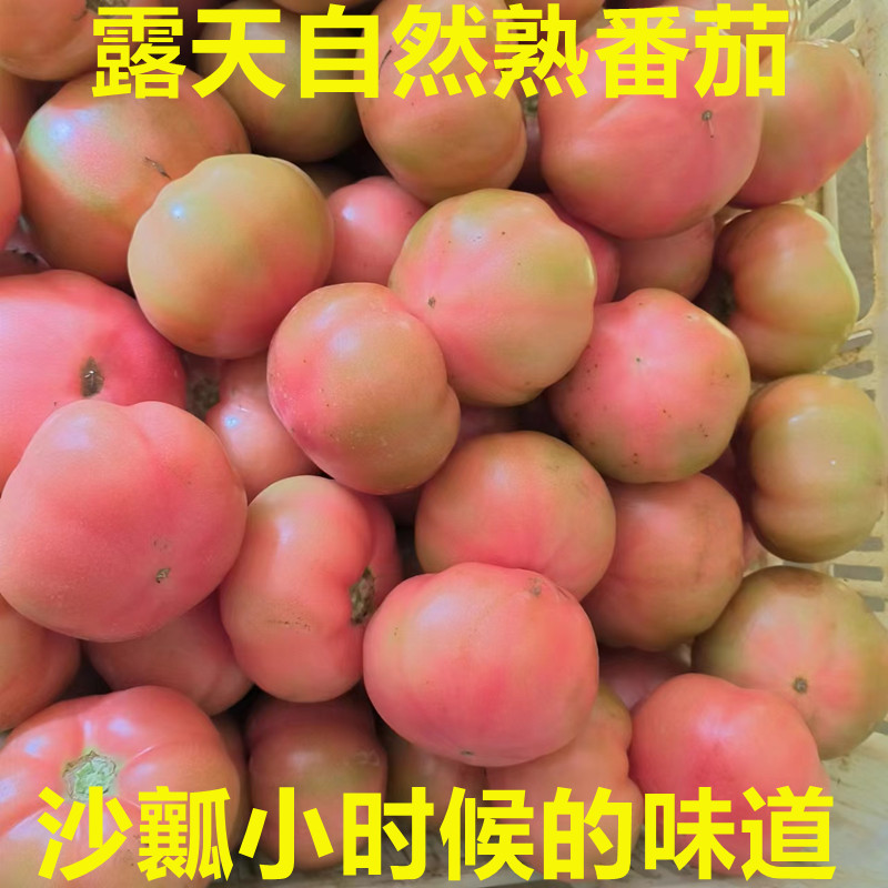 河南西红柿新鲜沙瓤番茄水果露天自然熟农家菜新鲜蔬菜-图1