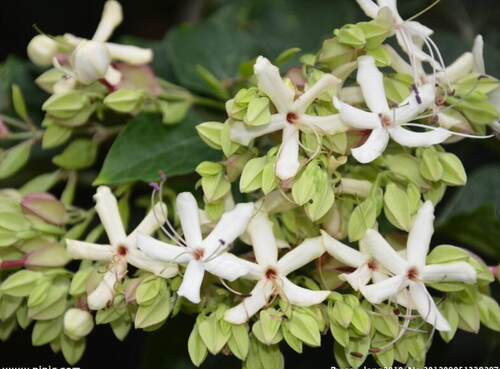木本花卉，香花龙吐珠花海州常山，香花型，花和果实都可观赏 - 图2