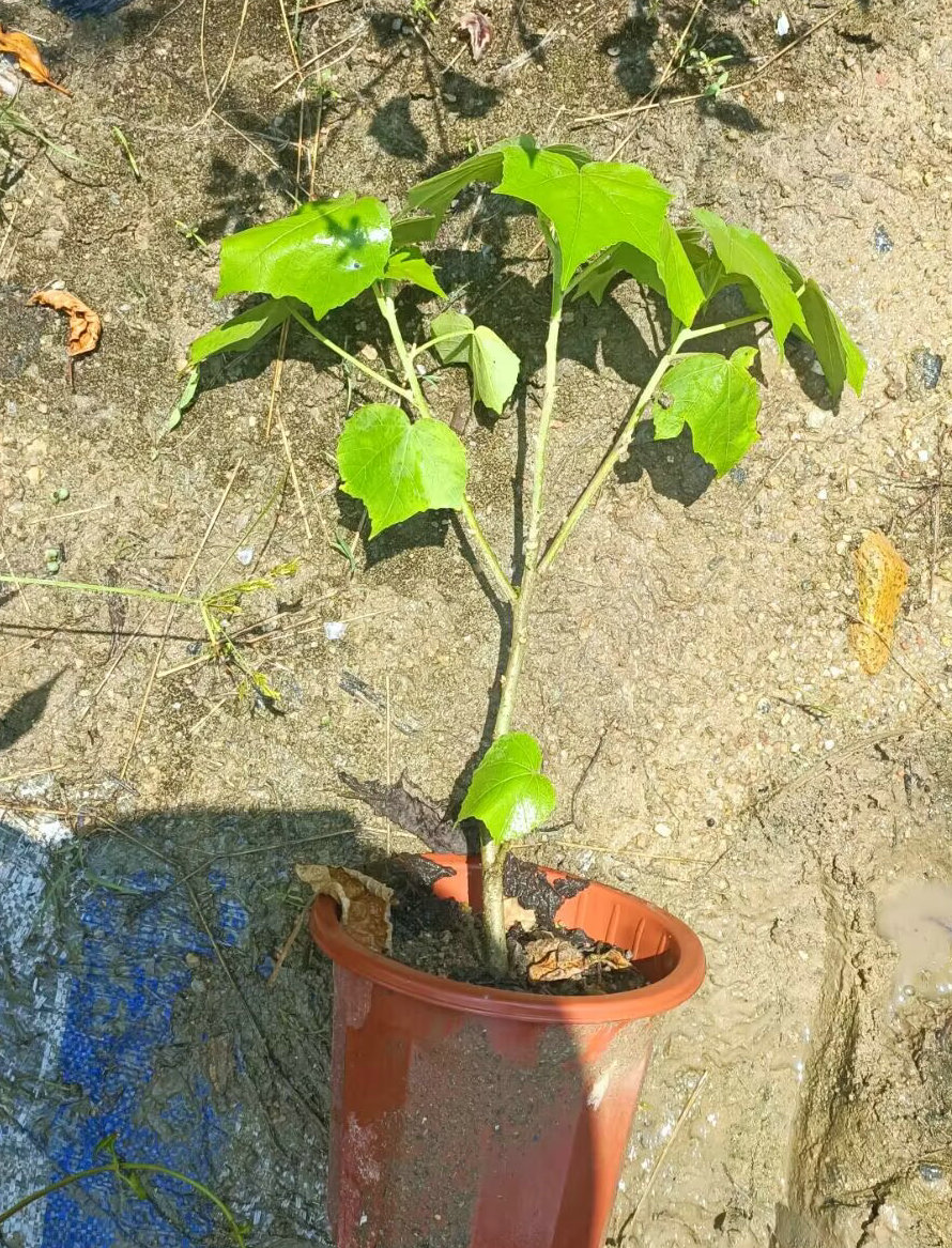 阳台庭院木本观花花卉盆栽 千瓣木芙蓉花 花瓣重重叠叠多层 - 图0