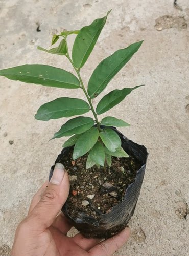 夏季观花木本矮种依兰香花卉盆栽也叶假鹰爪一串珠鸡爪凤花多花香 - 图0