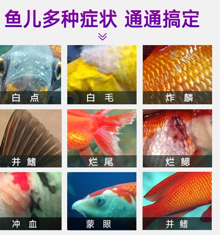 金滴黄粉金滴水族观赏鱼白点白毛烂鳃烂尾杀菌日本黄粉鱼救粉 - 图1