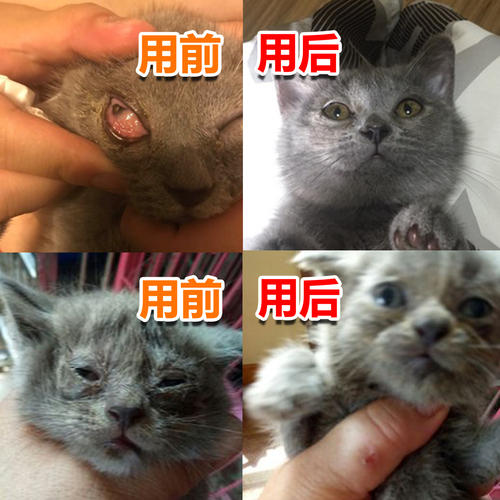 猫鼻支滴眼液疱疹病毒滴鼻液感冒结膜炎打喷嚏眼药水猫支鼻治疗药 - 图1