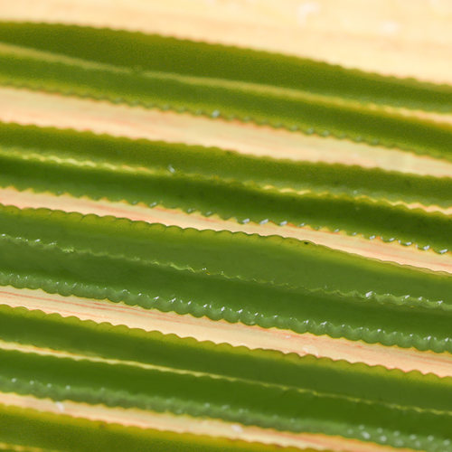 荣参源盐渍海带丝海带海白菜裙带海洋蔬菜凉拌菜海藻非干货包邮 - 图0
