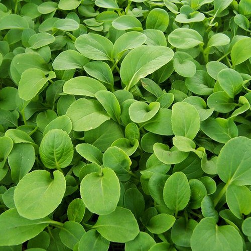 四季播苏州青蔬菜种子上海青油菜籽四季阳台盆栽叶菜小青菜种子 - 图0