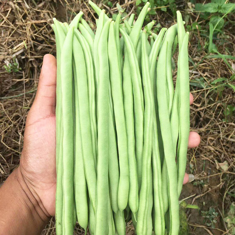 红花白荚四季豆种子蔬菜种子套餐春季播阳台种菜庭院田园夏秋种籽