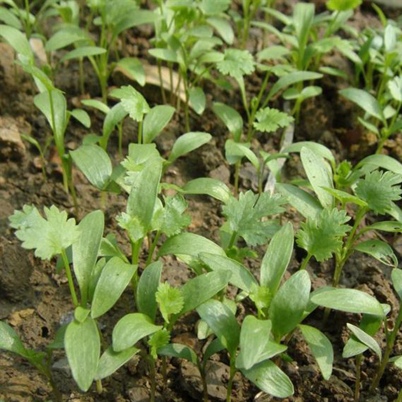 香菜种子四季播耐寒老品种抗热大叶易种阳台庭院种植农家绿色-图3