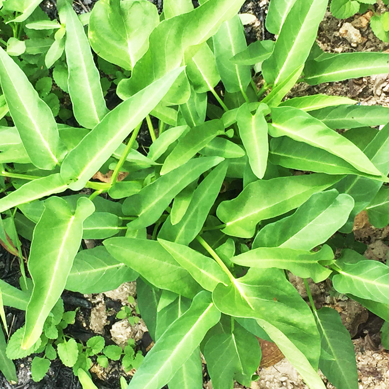 柳叶空心菜种子庭院阳台大叶空心菜周期短高产栽培容易四季播通菜 - 图3