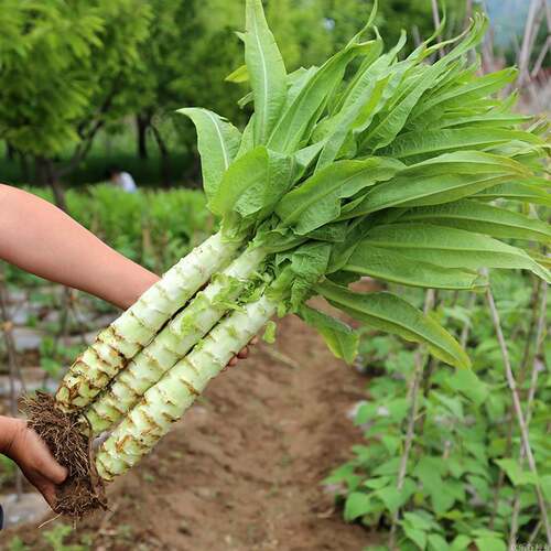 四季莴苣种子莴笋蔬菜籽庭院阳台耐热耐寒庭院易种可春二月皮莴苣 - 图2
