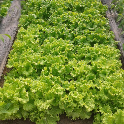 四季奶油生菜种子阳台种植四季播儿童种植小盆栽蔬菜口感好阳台籽 - 图2