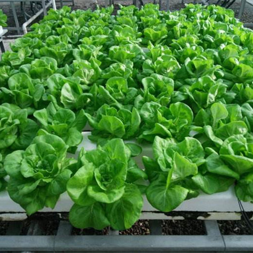 四季奶油生菜种子阳台种植四季播儿童种植小盆栽蔬菜口感好阳台籽 - 图1