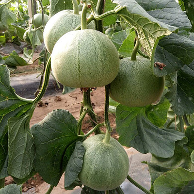 锦秀花魁绿皮甜瓜种子超甜绿肉香瓜四季易种盆栽蔬菜苗种苗 虎窝淘