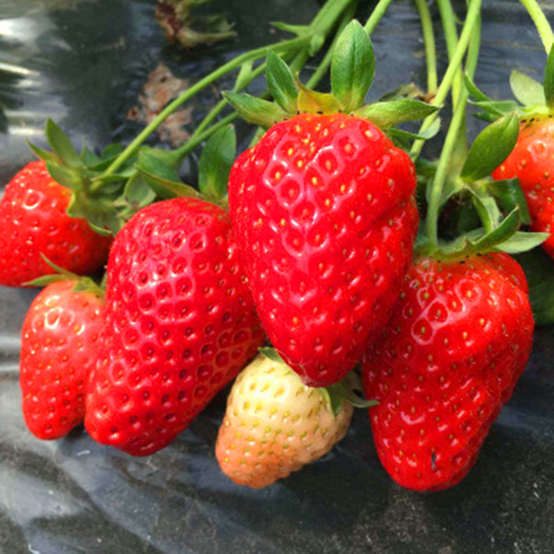 草莓种子四季播儿童种植小盆栽蔬菜 阳台种菜阳台易播种 原厂包装 - 图0