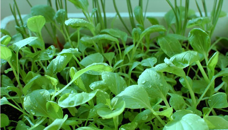 奶油小白菜种子四季早熟阳台庭院家庭易种植种菜籽种易种蔬菜籽 - 图0