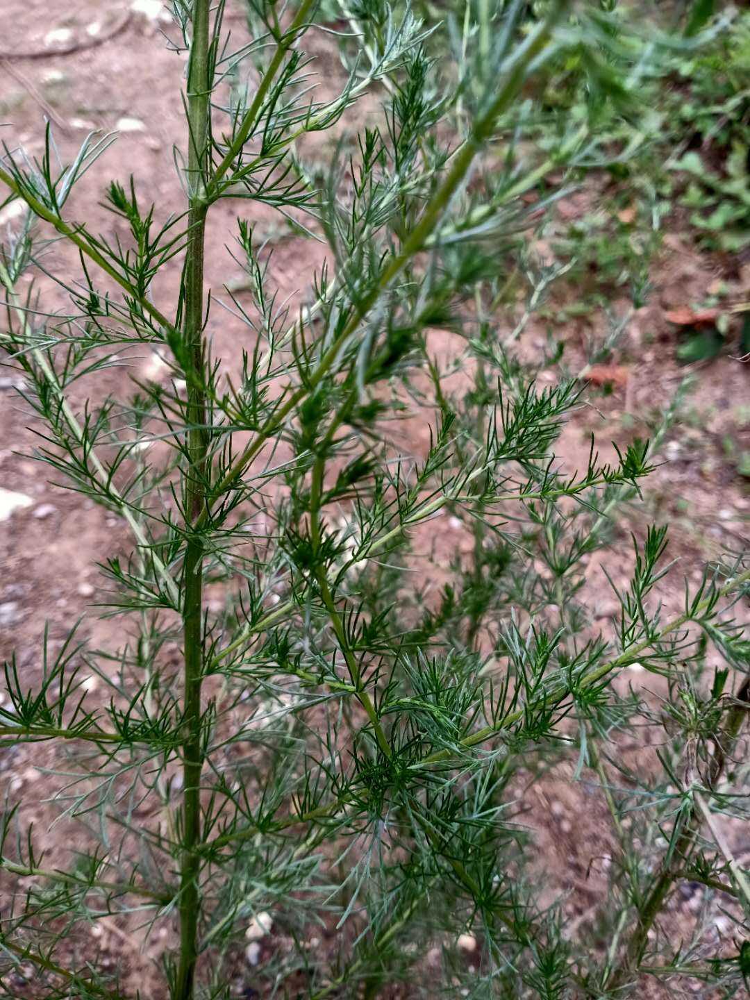 猪毛蒿土茵陈野生中草药材种苗种子滨蒿 - 图0