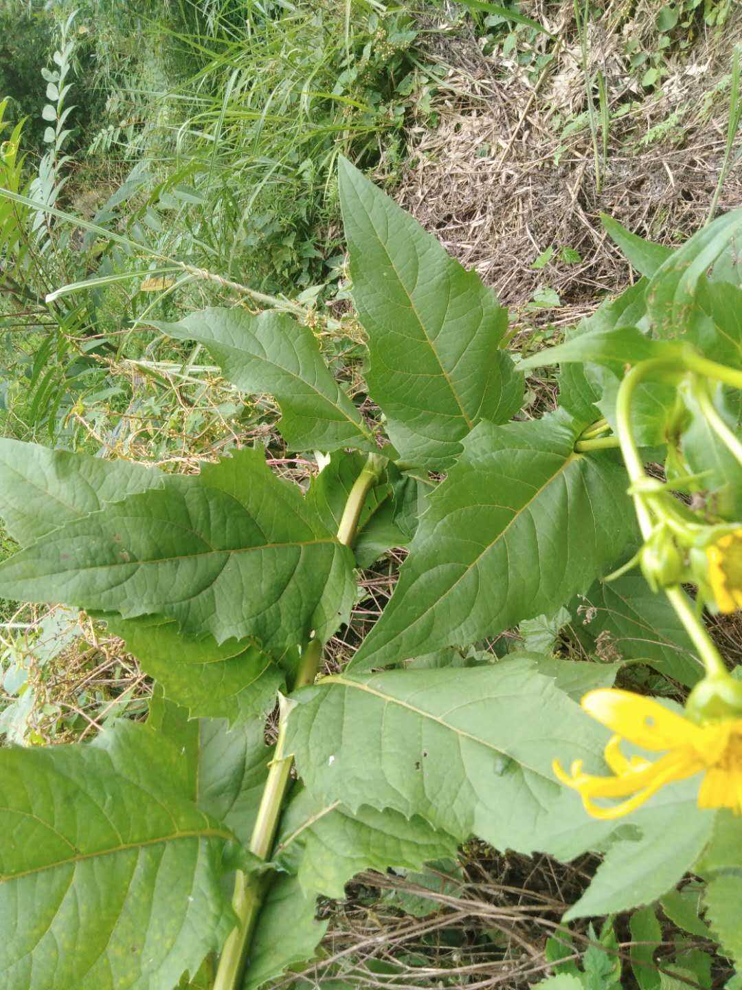 串叶松香草观赏药用盆栽花卉药材庭院菊科草本植物种苗种子 - 图0