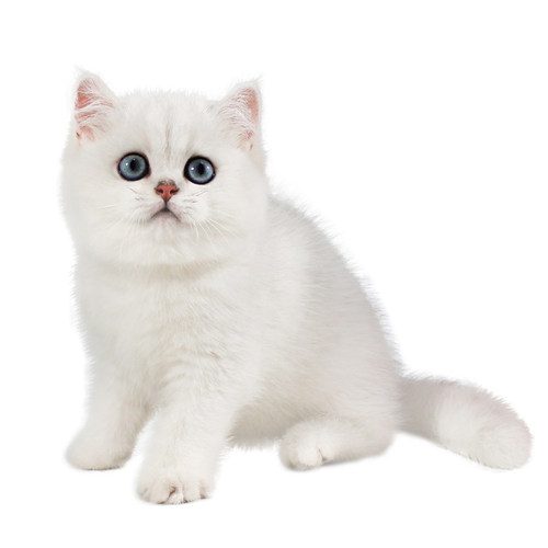 银渐层幼猫白色宠物猫咪纯种英国短毛猫小猫活体幼崽活物深圳猫舍 - 图3