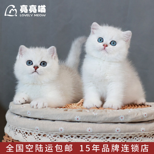 银渐层幼猫白色宠物猫咪纯种英国短毛猫小猫活体幼崽活物深圳猫舍 - 图2