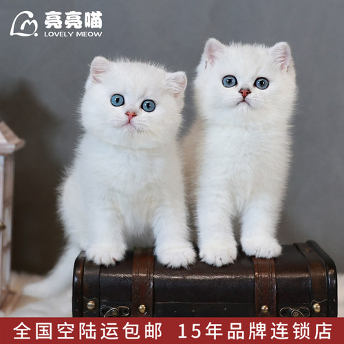 银渐层幼猫白色宠物猫咪纯种英国短毛猫小猫活体幼崽活物深圳猫舍 - 图1