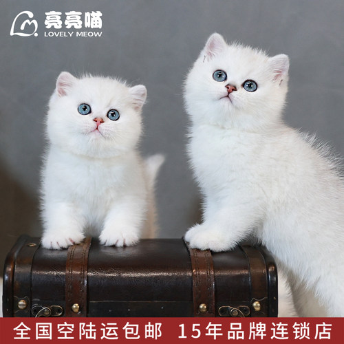 银渐层幼猫白色宠物猫咪纯种英国短毛猫小猫活体幼崽活物深圳猫舍 - 图0