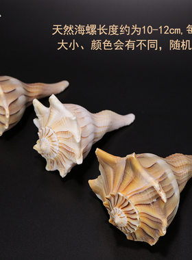 天然右旋白海螺供台吉祥八供摆件