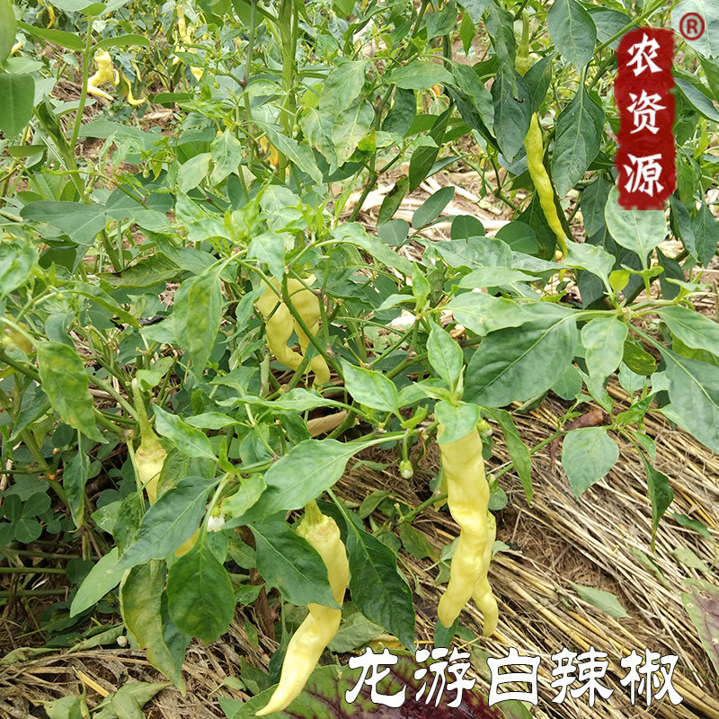 龙游白辣椒 农家新鲜采摘蔬菜 衢州美食特产辣椒青椒尖椒3斤包邮