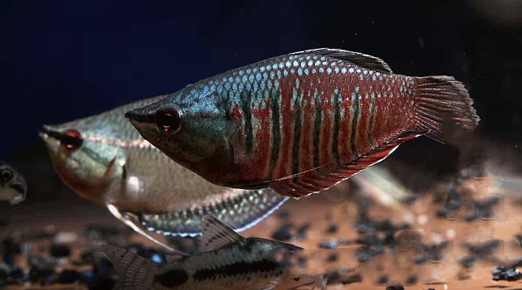 攀鲈飞船鱼 蔚蓝 提飞船 梅花 攀鲈鱼热带观赏鱼活体