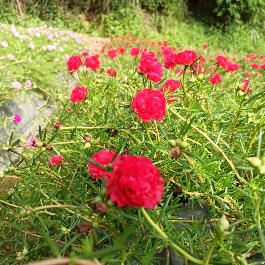 【新品】宿根重瓣太阳花混色花卉盆栽松叶牡丹阳台庭院绿植包邮 - 图3