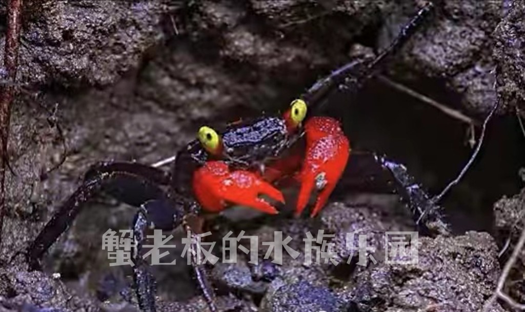 恶魔蟹苏拉威西恶魔蟹观赏蟹吸血鬼懒人宠物蟹桌宠溪蟹雨林缸造景 - 图2