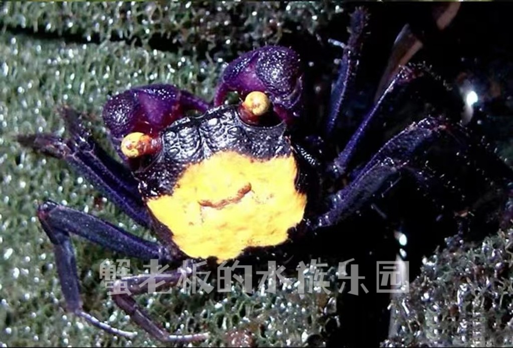 恶魔蟹苏拉威西恶魔蟹观赏蟹吸血鬼宠物蟹溪蟹雨林缸饲养桌宠易养 - 图1